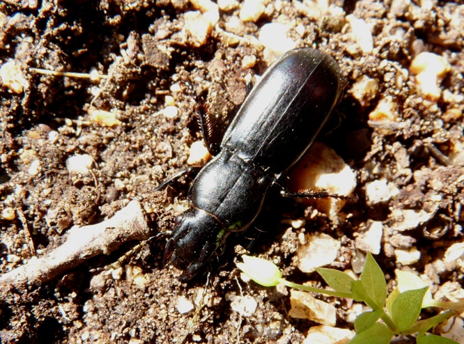 Carabide vegetariano? No, Percus strictus